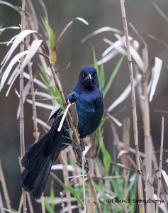 4264 Male Great-tailed Grackle (Quiscalus mexicanus), Anahuac NWR, Texas