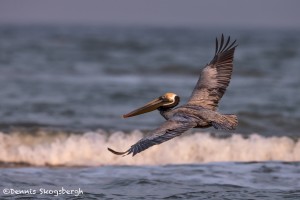 4265 Brown Pelican (Pelicanus occidentalis), Bolivar Peninsula, Texas