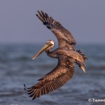 4266 Brown Pelican (Pelicanus occidentalis), Bolivar Peninsula, Texas