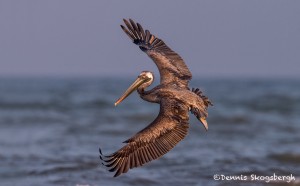 4266 Brown Pelican (Pelicanus occidentalis), Bolivar Peninsula, Texas