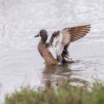 4268 Blue-winged Teal (Anas discors), Anahuac NWR, Texas