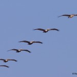 4272 Brown Pelican (Pelicanus occidentalis), Bolivar Peninsula, Texas