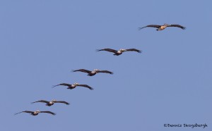 4272 Brown Pelican (Pelicanus occidentalis), Bolivar Peninsula, Texas