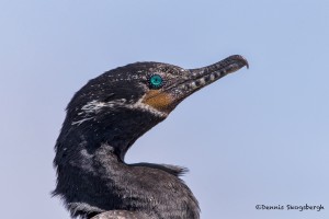 4273 Neotropic Cormorant (Phalacrocorax brasilianus), Anahuac NWR, Texas