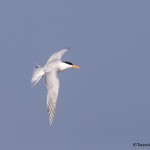 4273 Royal Tern (Thalasseus maximus), Bolivar Peninsula, Texas