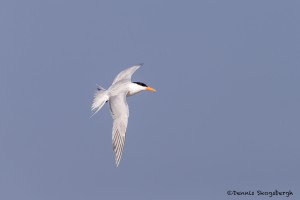 4273 Royal Tern (Thalasseus maximus), Bolivar Peninsula, Texas