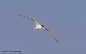 4275 Royal Tern (Thalasseus maximus), Bolivar Peninsula, Texas
