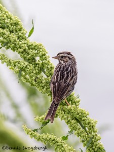 4278 Female Red-winged Blackbird (Agelaius phoeniceus), Anahuac NWR, Texas