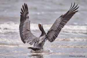 4280 Brown Pelican (Pelicanus occidentalis), Bolivar Peninsula, Texas