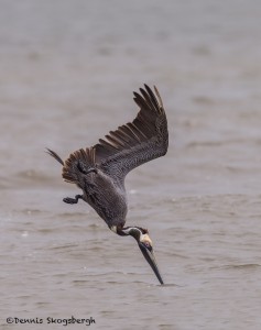 4282 Brown Pelican (Pelicanus occidentalis), Bolivar Peninsula, Texas