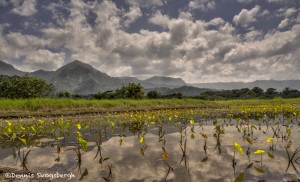 4302 Taro Field, Hanalai, Kauai, Hawaii