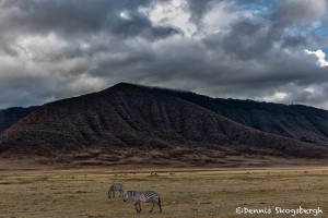 4304 Early Morning, Ngorongoro Crater, Tanzania