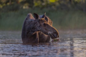 4428 Sunrise, Cow Moose, Algonquin Park, Ontario, Canada