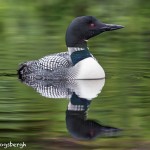 4432 Great Northern Loon (Gavia immer), Algonquin Park, Ontario, Canada