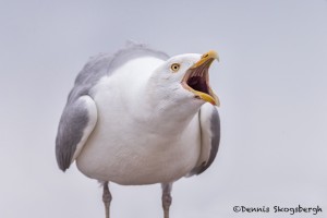 4434 Herring Gull (Larus argentatus), Algonquin Park, Ontario, Canada