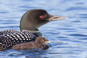 4437 Great Northern Loon (Gavia immer) with Chick, Algonquin Park, Ontario, Canada