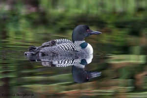 4438 Great Northern Loon (Gavia immer) with Chick, Algonquin Park, Ontario, Canada