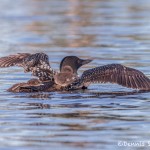 4441 Great Northern Loon (Gavia immer) with Chicks, Algonquin Park, Ontario, Canada