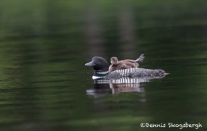 4442 Great Northern Loon (Gavia immer) with Chick, Algonquin Park, Ontario, Canada