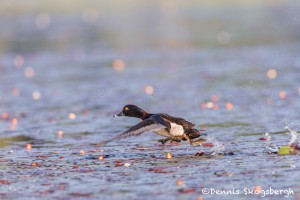 4443 Female Common Goldeneye (Bucephala clangula), Algonquin Park, Ontario, Canada