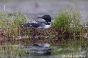 4445 Nesting Great Northern Loon (Gavia immer), Algonquin Park, Ontario, Canada