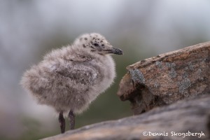 4447 Herring Gull Chick (Larus argentatus), Algonquin Park, Ontario, Canada