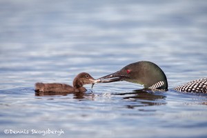 4448 Great Northern Loon (Gavia immer) Feeding Chick, Algonquin Park, Ontario, Canada