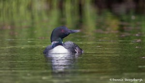 4456 Great Northern Loon (Gavia immer), Algonquin Park, Ontario, Canada