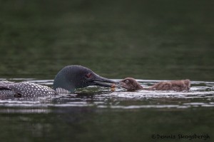 4457 Great Northern Loon (Gavia immer) Feeding Chick, Algonquin Park, Ontario, Canada