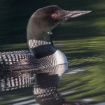 4458 Great Northern Loon (Gavia immer), Algonquin Park, Ontario, Canada