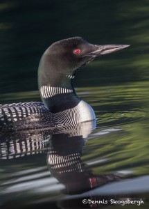 4458 Great Northern Loon (Gavia immer), Algonquin Park, Ontario, Canada