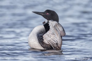 4459 Great Northern Loon (Gavia immer), Algonquin Park, Ontario, Canada