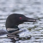 4460 Great Northern Loon (Gavia immer), Algonquin Park, Ontario, Canada