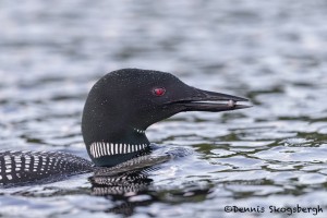 4460 Great Northern Loon (Gavia immer), Algonquin Park, Ontario, Canada