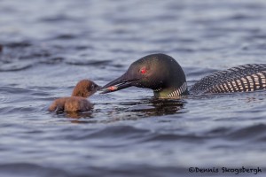 4461 Great Northern Loon (Gavia immer), Algonquin Park, Ontario, Canada