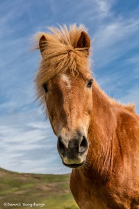 4467 Icelandic Horse