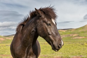 4468 Icelandic Horse