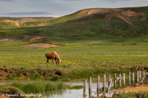 4469 Icelandic Horse