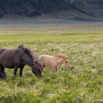 4471 Icelandic Horses
