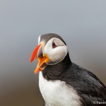 4481 Atlantic Puffin (Fratercula arctica) with Breeding Plumage, Latrabjarg Bird Cliffs, Iceland