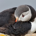 4484 Atlantic Puffin (Fratercula arctica) with Breeding Plumage, Latrabjarg Bird Cliffs, Iceland