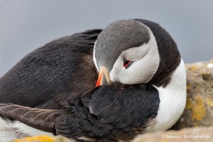 4484 Atlantic Puffin (Fratercula arctica) with Breeding Plumage, Latrabjarg Bird Cliffs, Iceland