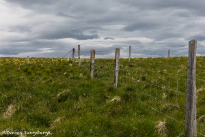 4488 Flatey Island, Iceland