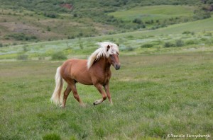 4497 Icelandic Horse