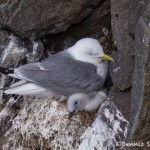 4529 Kittywake, (Rissa tridactyla), Latrabjarg Bird Cliffs, Iceland