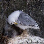 4534 Kittywake and Chick, (Rissa tridactyla), Latrabjarg Bird Cliffs, Iceland