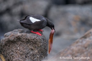 4538 Black Guillemot (Cepphus grylle), Flatey Island, Iceland