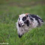 4539 Icelandic Sheep, Flatey Island