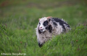 4539 Icelandic Sheep, Flatey Island