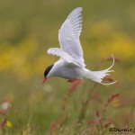 4540 Arctic Tern (Sterna paradisaea), Flatey Island, Iceland